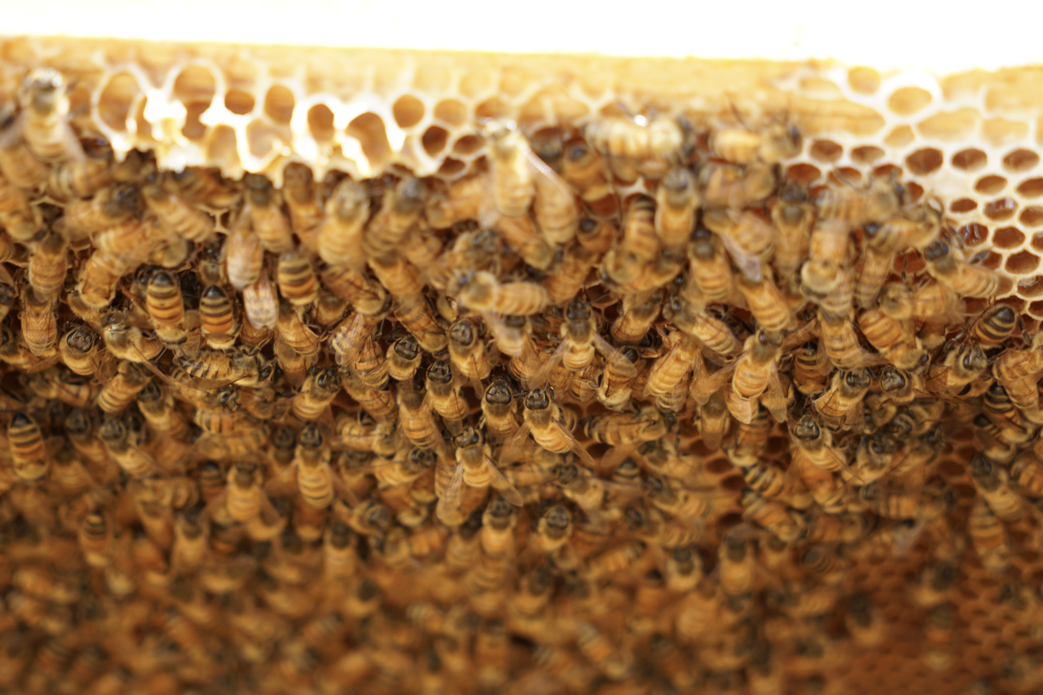 Bee Hives 2.jpg